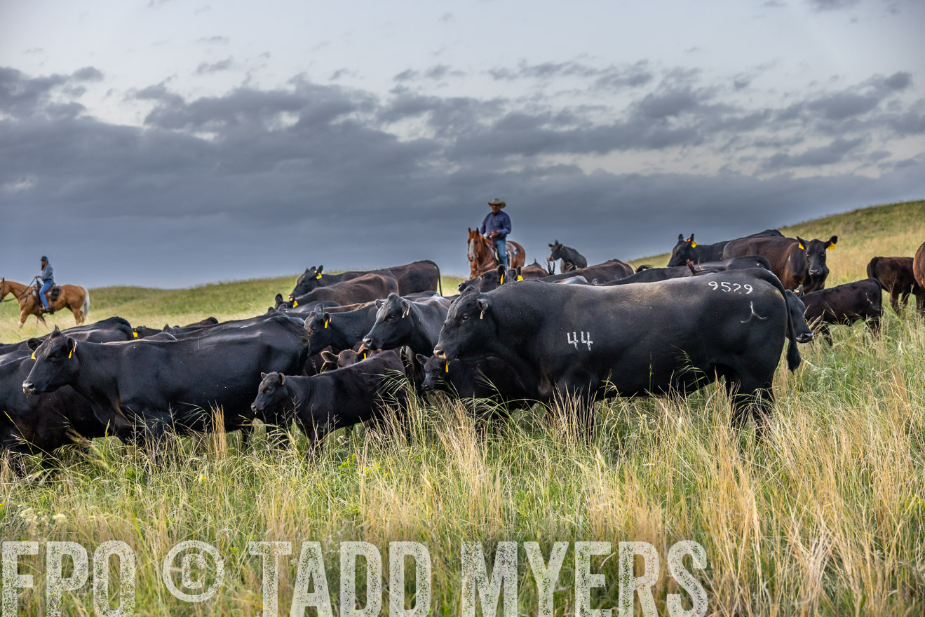 TMyers_PP_FinneyRanch_Nebraska_June2024-517404