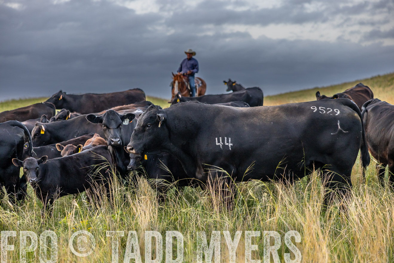 TMyers_PP_FinneyRanch_Nebraska_June2024-517408