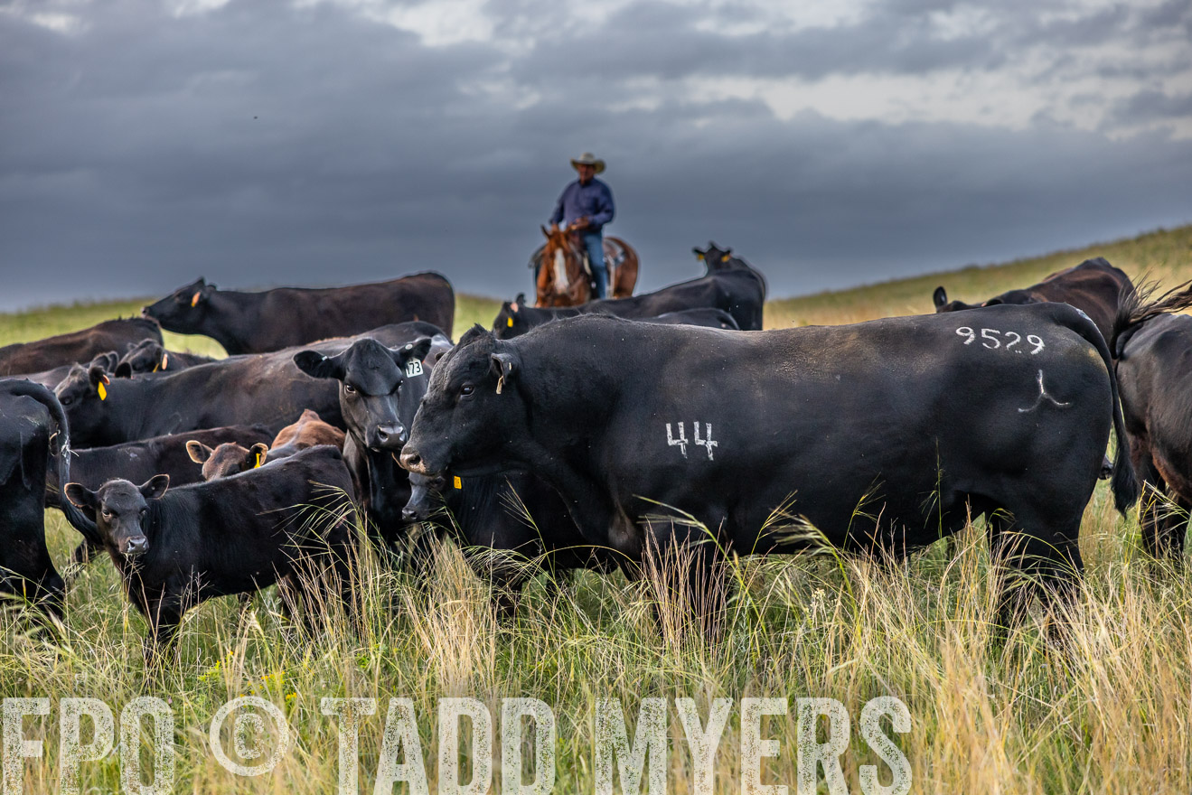 TMyers_PP_FinneyRanch_Nebraska_June2024-517411
