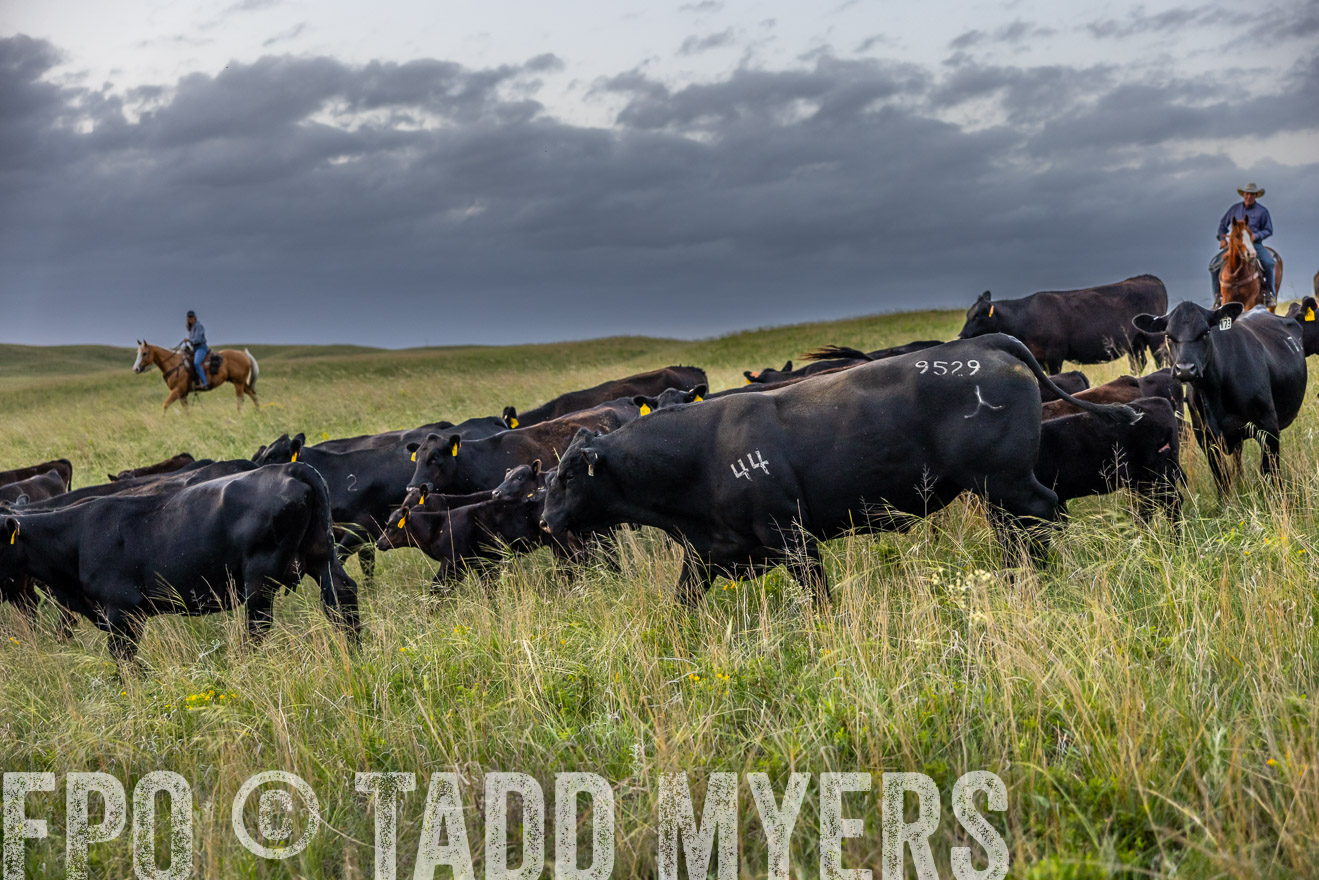 TMyers_PP_FinneyRanch_Nebraska_June2024-517425