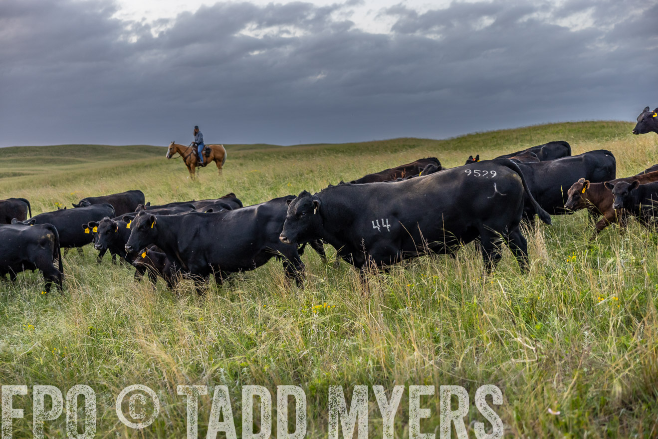 TMyers_PP_FinneyRanch_Nebraska_June2024-517435
