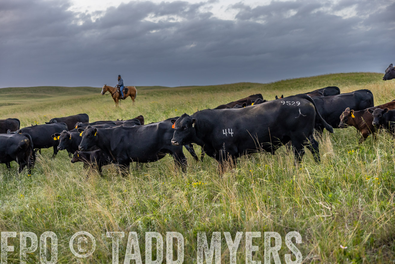 TMyers_PP_FinneyRanch_Nebraska_June2024-517437