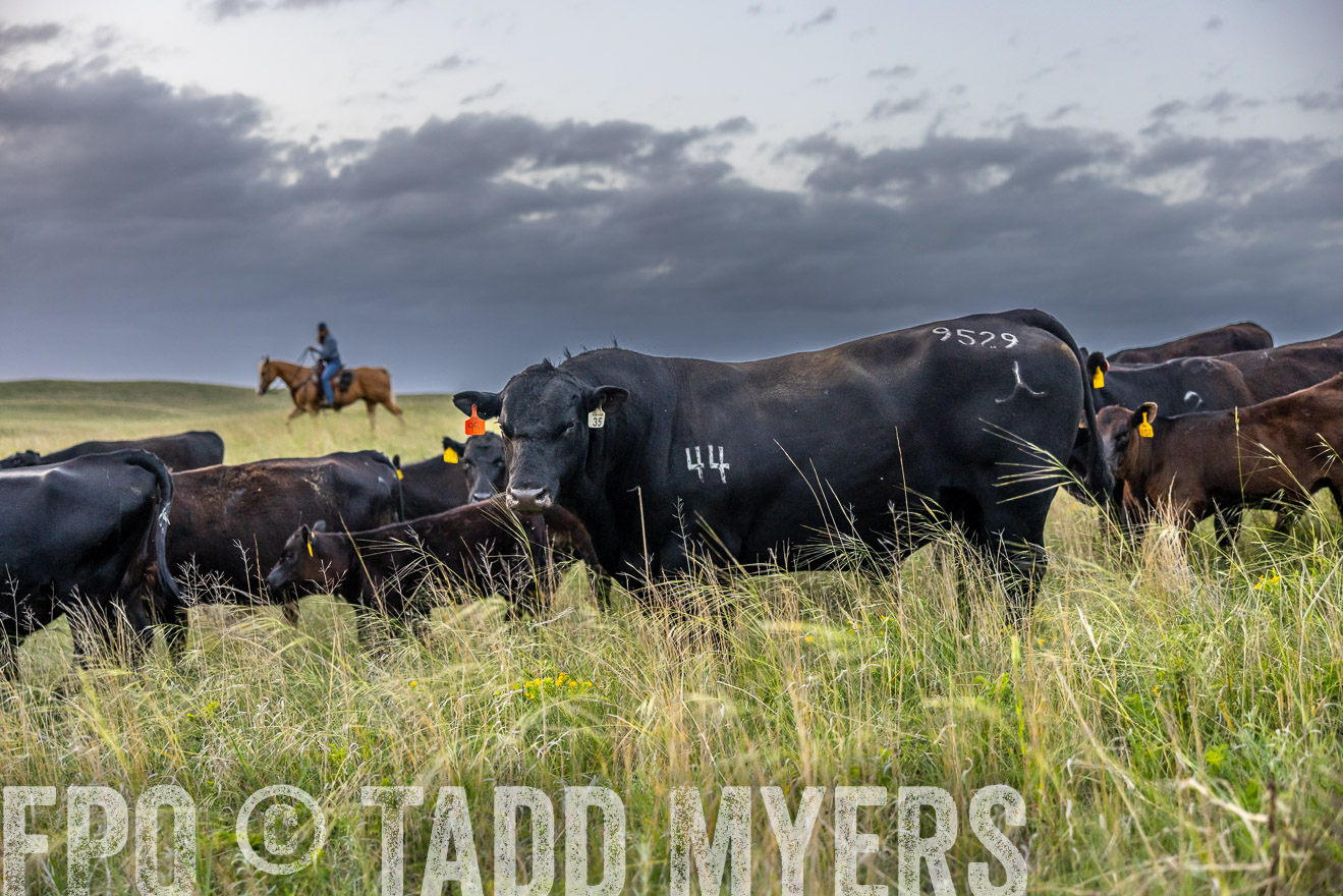 TMyers_PP_FinneyRanch_Nebraska_June2024-517440