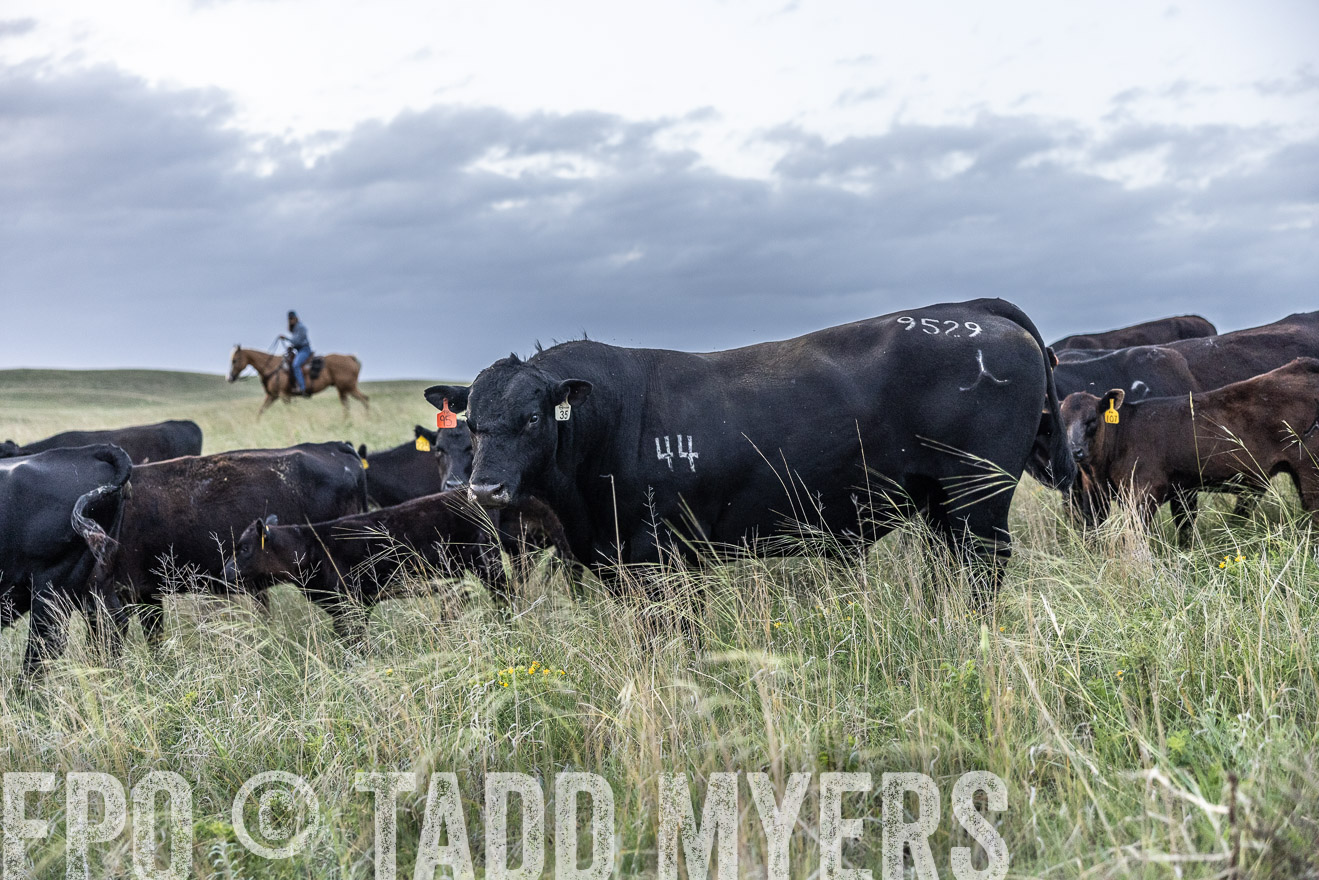 TMyers_PP_FinneyRanch_Nebraska_June2024-517442
