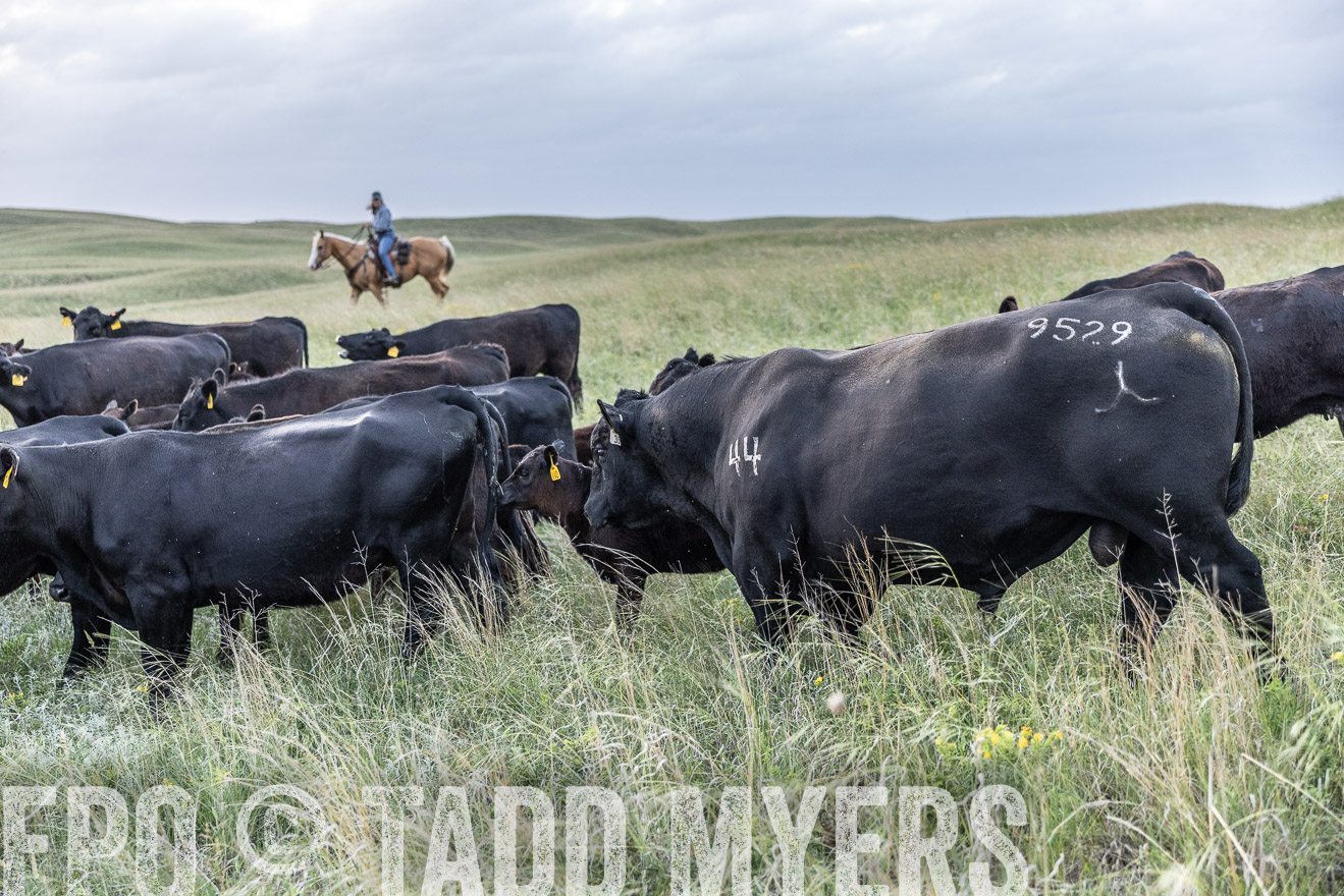 TMyers_PP_FinneyRanch_Nebraska_June2024-517451