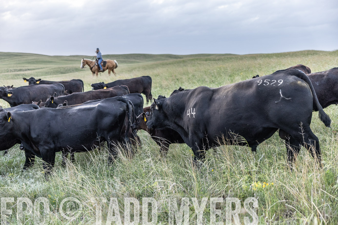TMyers_PP_FinneyRanch_Nebraska_June2024-517454