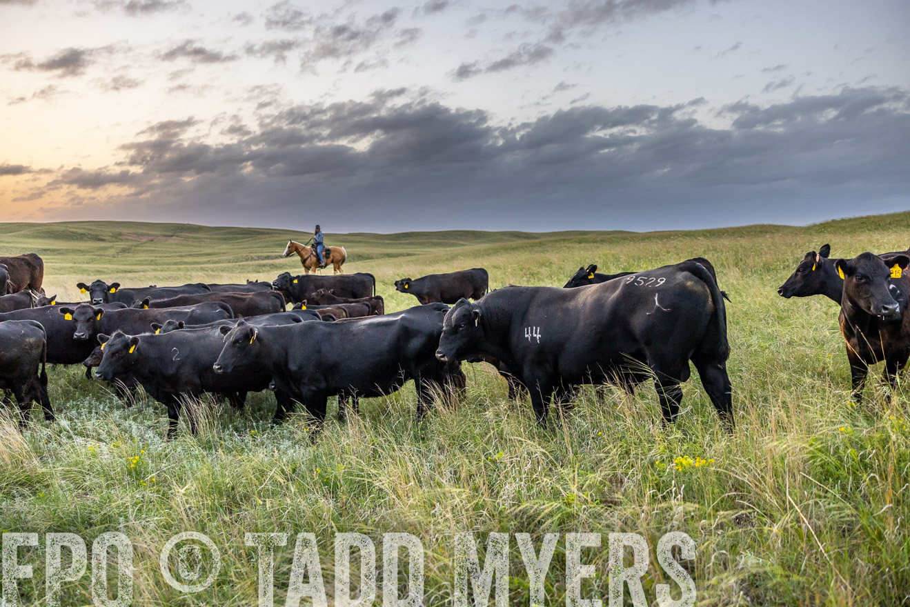 TMyers_PP_FinneyRanch_Nebraska_June2024-517455