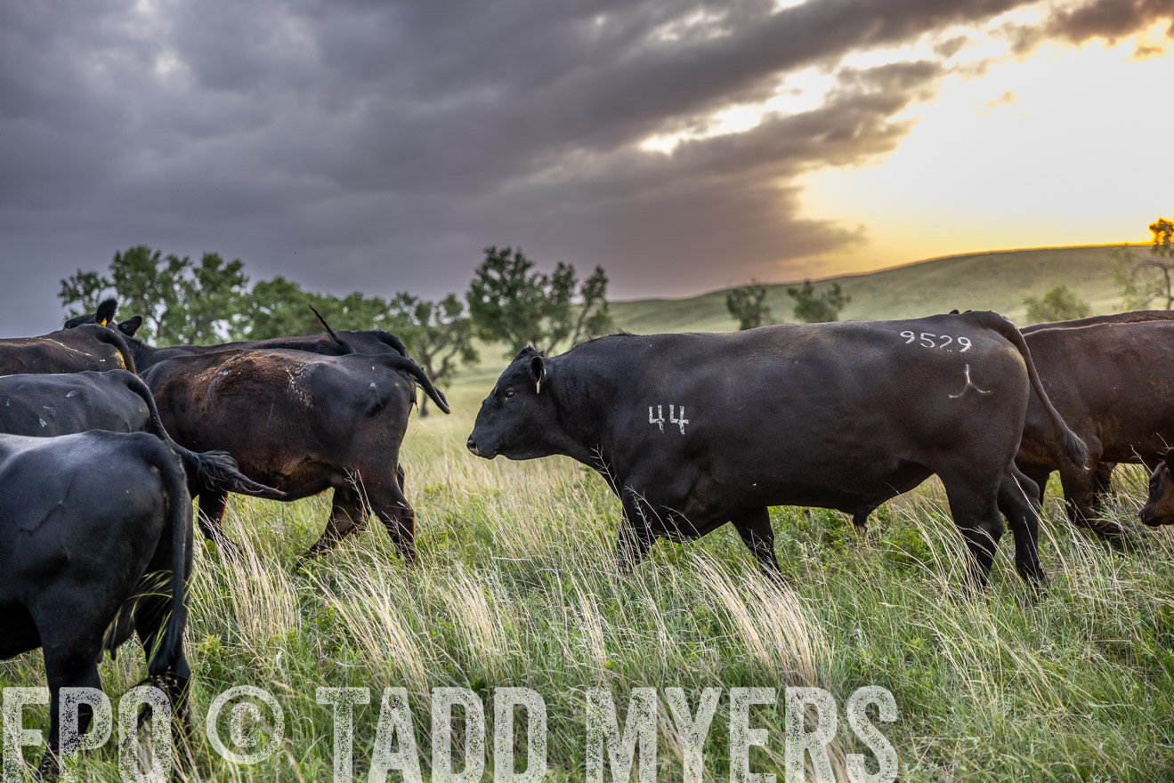 TMyers_PP_FinneyRanch_Nebraska_June2024-517471