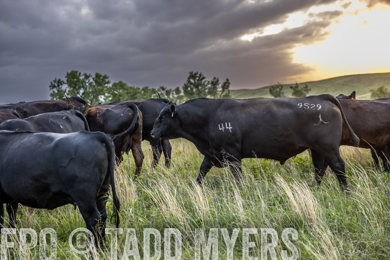 TMyers_PP_FinneyRanch_Nebraska_June2024-517474