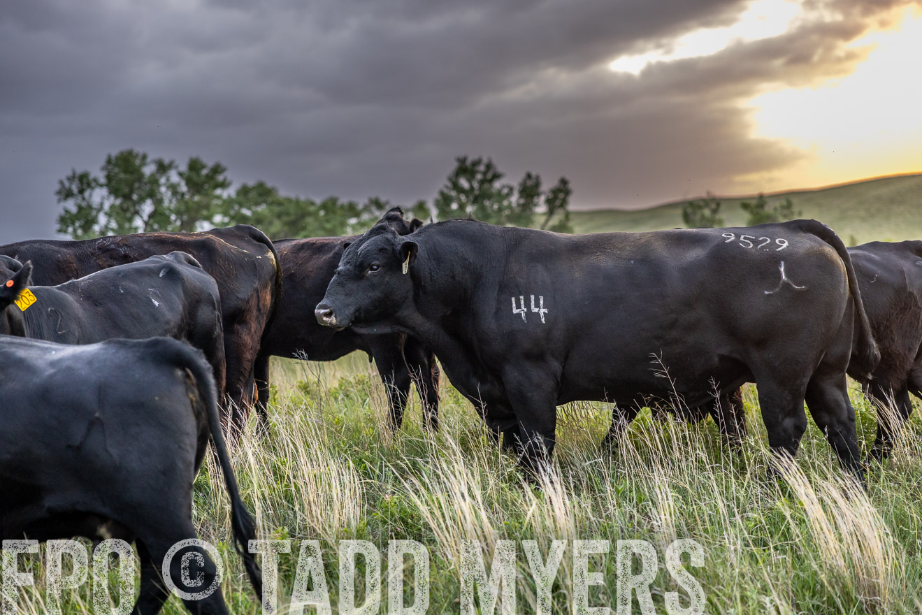 TMyers_PP_FinneyRanch_Nebraska_June2024-517477