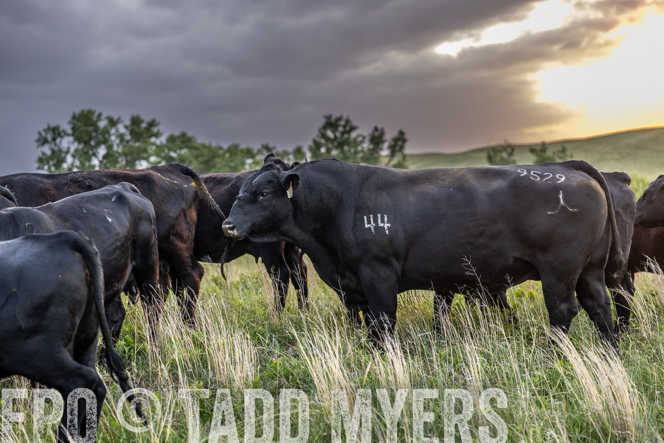 TMyers_PP_FinneyRanch_Nebraska_June2024-517480