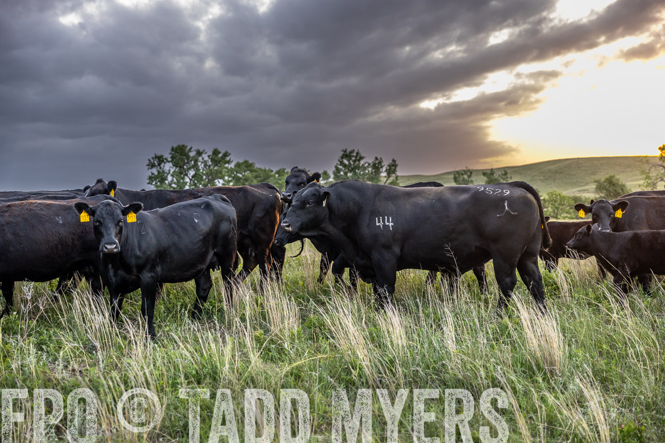 TMyers_PP_FinneyRanch_Nebraska_June2024-517483