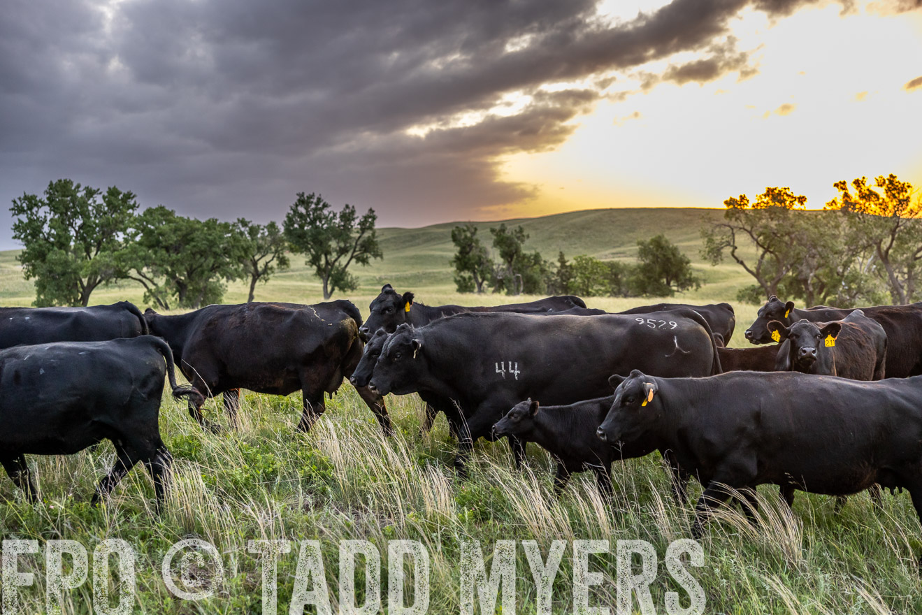 TMyers_PP_FinneyRanch_Nebraska_June2024-517487