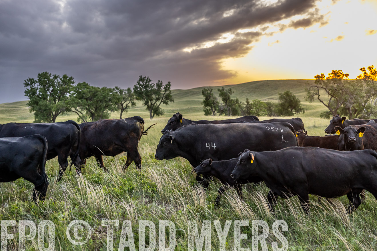 TMyers_PP_FinneyRanch_Nebraska_June2024-517495