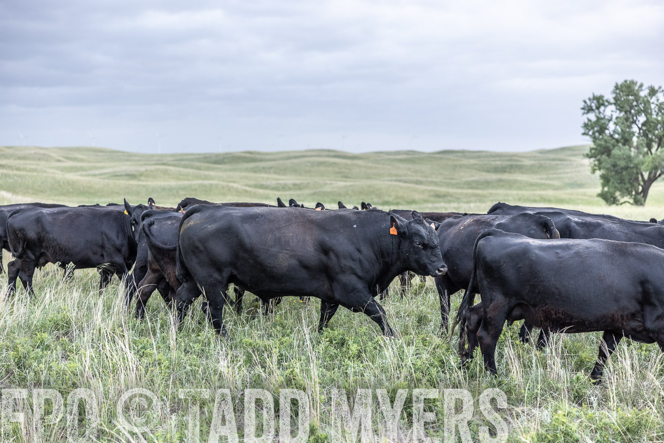TMyers_PP_FinneyRanch_Nebraska_June2024-517514
