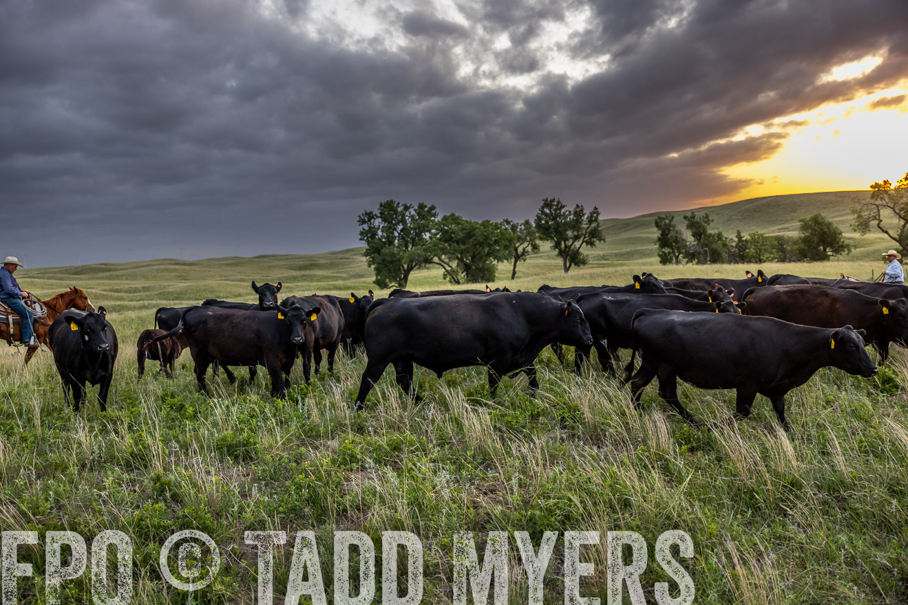 TMyers_PP_FinneyRanch_Nebraska_June2024-517527