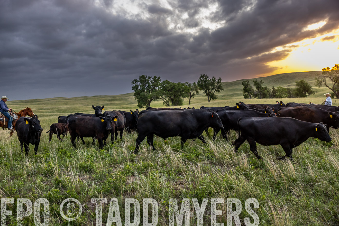TMyers_PP_FinneyRanch_Nebraska_June2024-517529