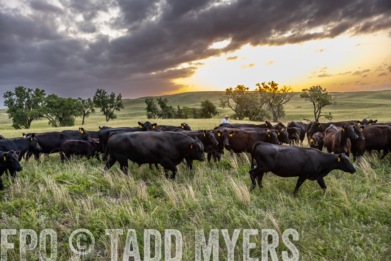 TMyers_PP_FinneyRanch_Nebraska_June2024-517534