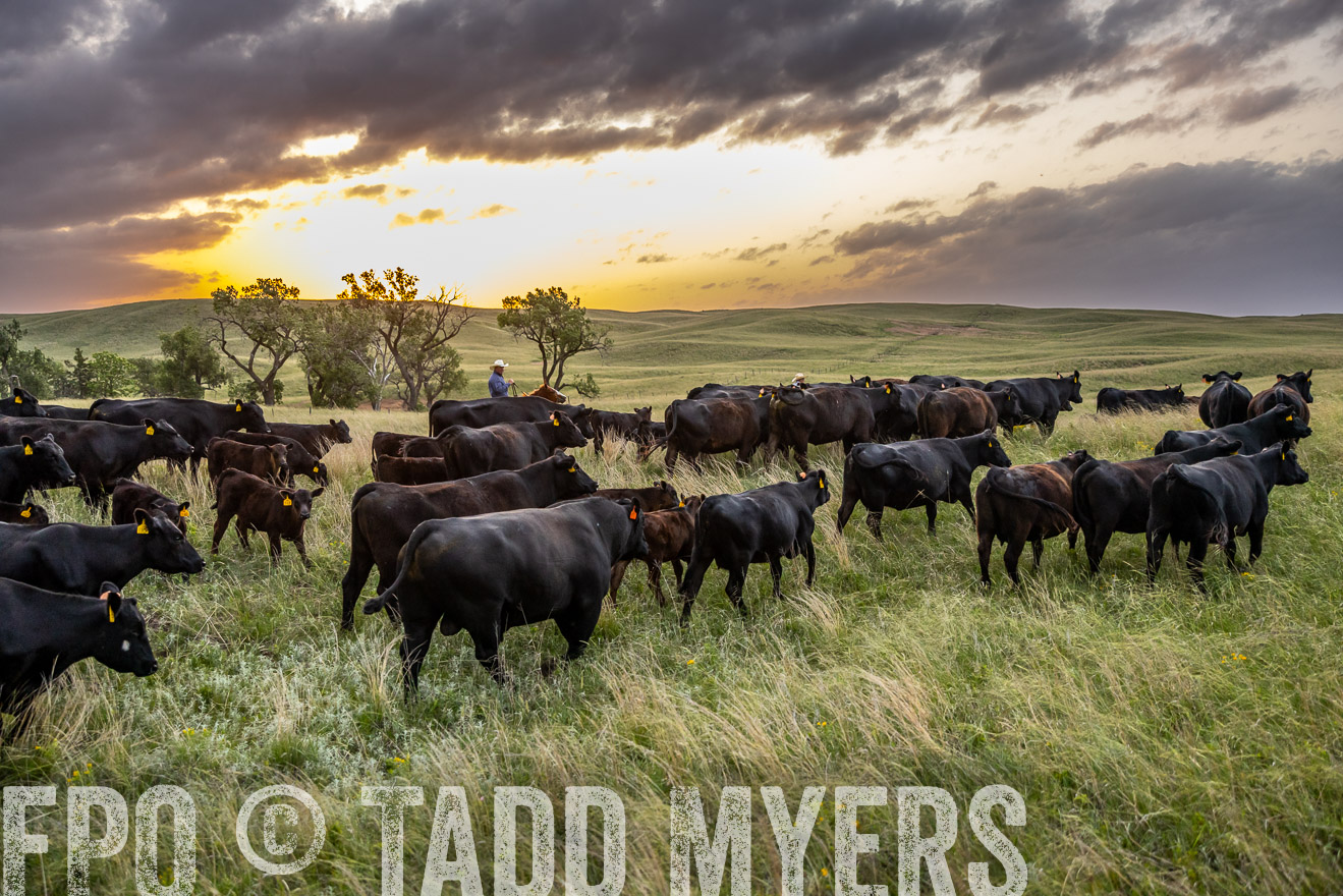 TMyers_PP_FinneyRanch_Nebraska_June2024-517540