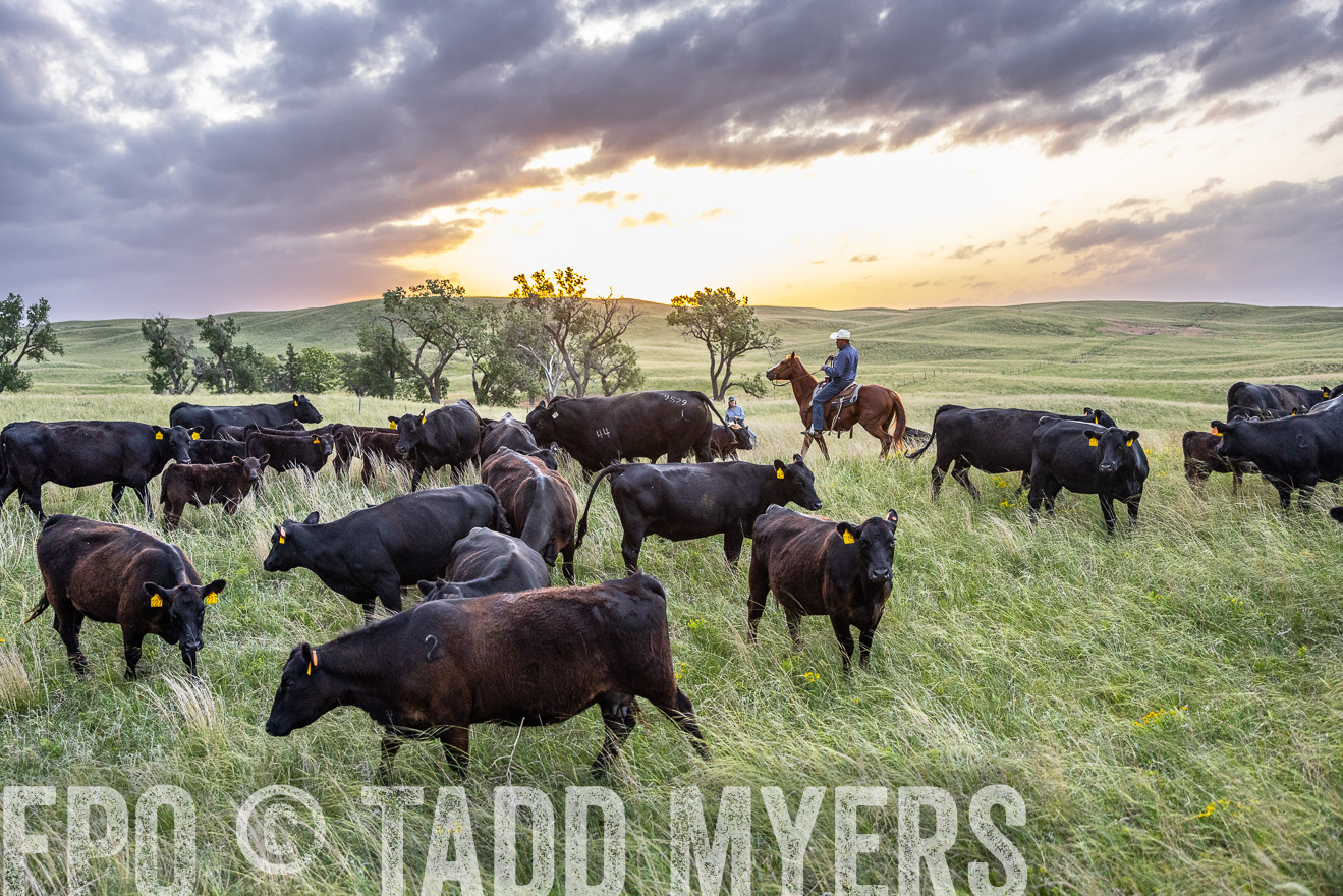 TMyers_PP_FinneyRanch_Nebraska_June2024-517558