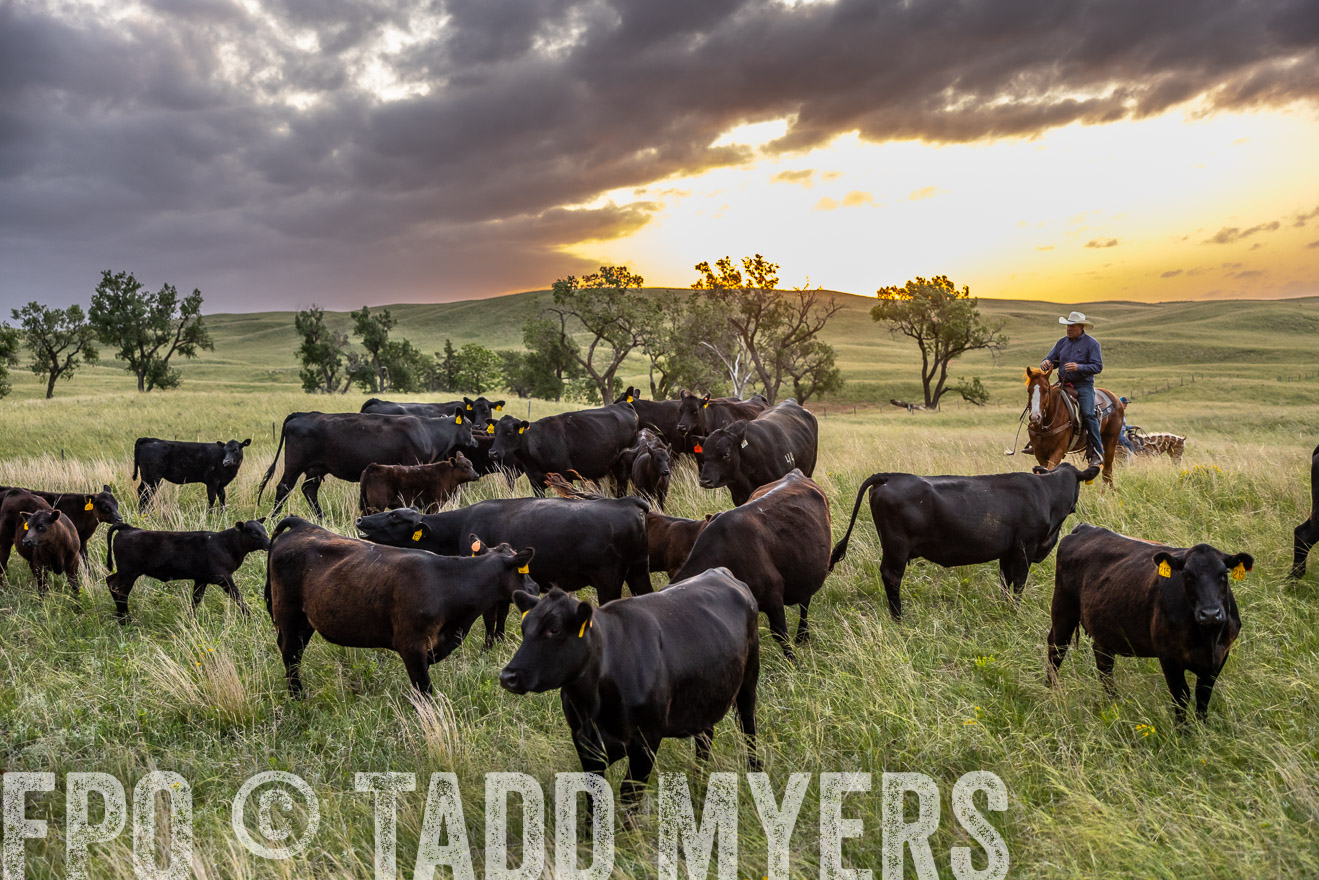 TMyers_PP_FinneyRanch_Nebraska_June2024-517569