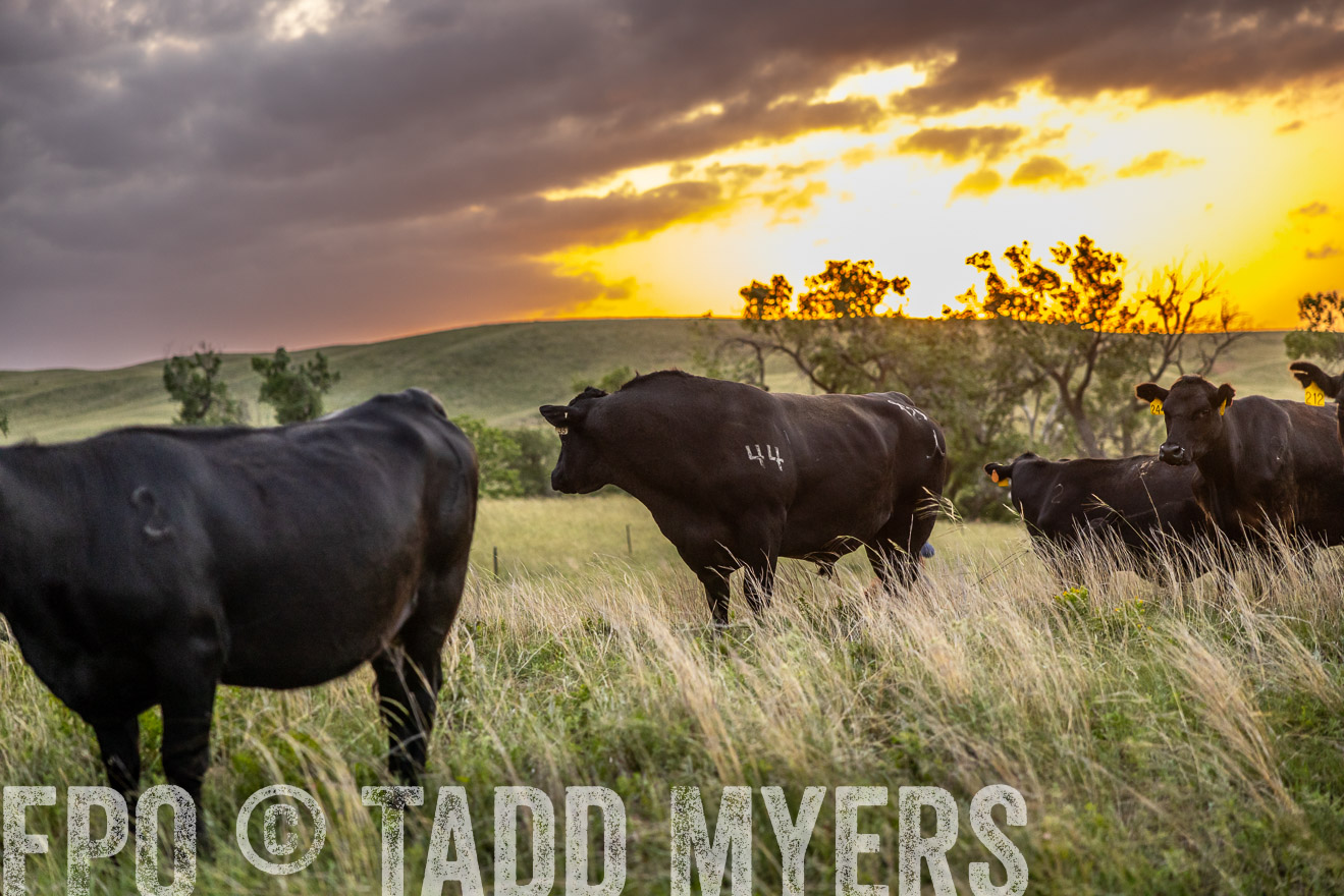 TMyers_PP_FinneyRanch_Nebraska_June2024-517590