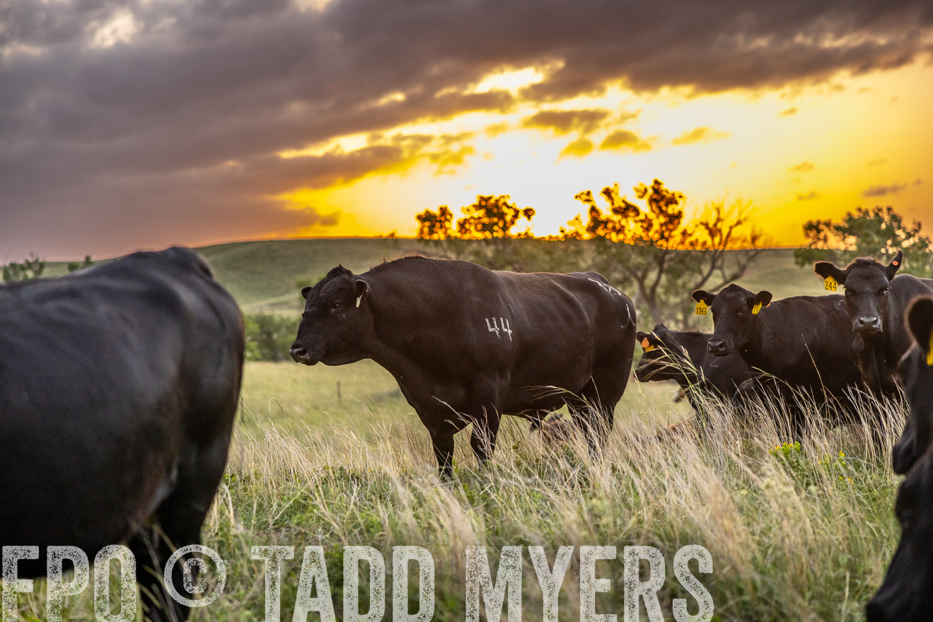 TMyers_PP_FinneyRanch_Nebraska_June2024-517593