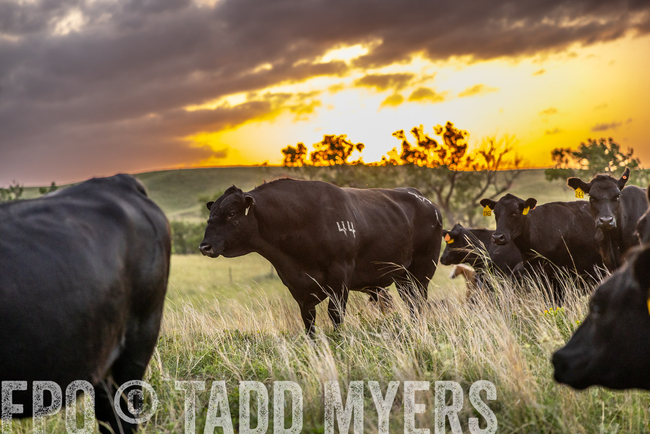 TMyers_PP_FinneyRanch_Nebraska_June2024-517595