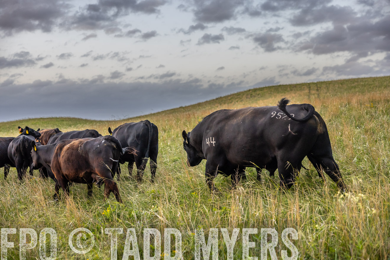 TMyers_PP_FinneyRanch_Nebraska_June2024-517639