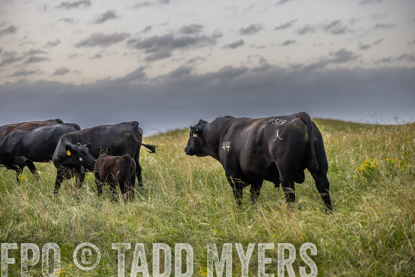 TMyers_PP_FinneyRanch_Nebraska_June2024-517652