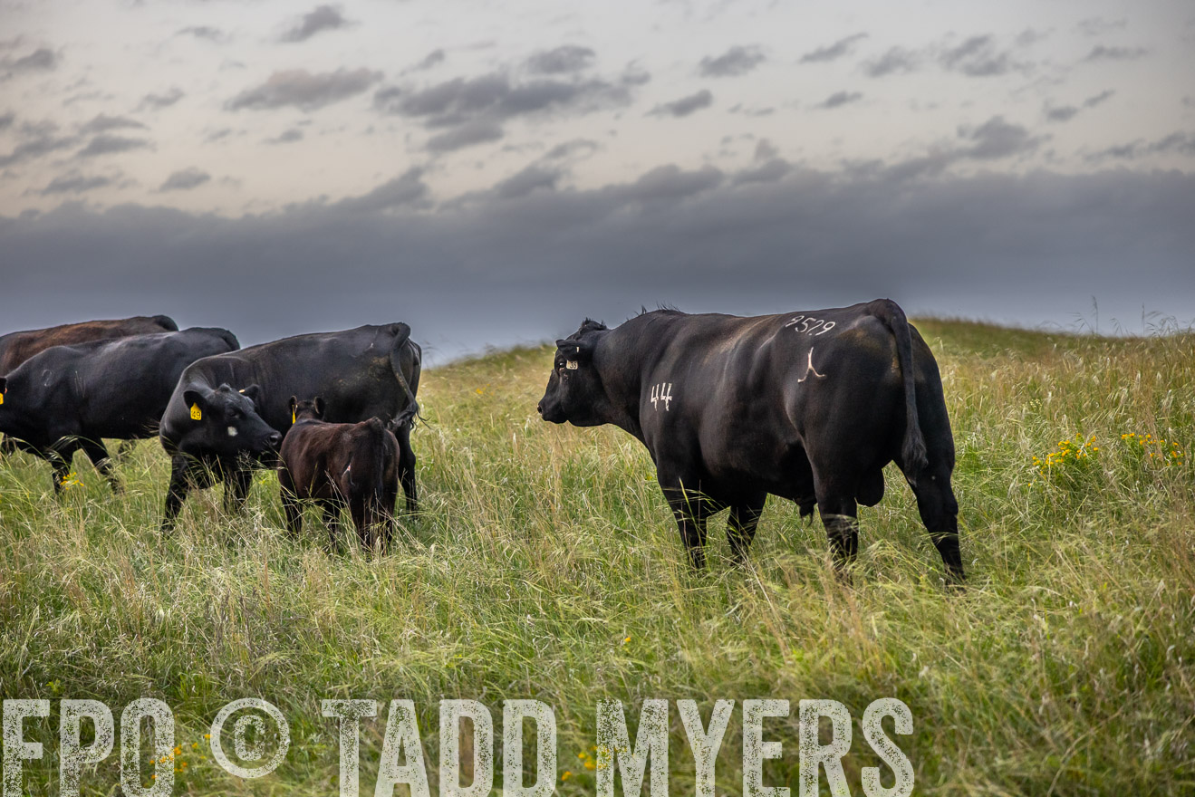 TMyers_PP_FinneyRanch_Nebraska_June2024-517655