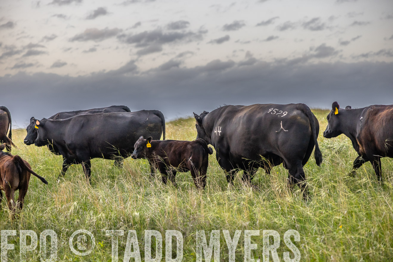 TMyers_PP_FinneyRanch_Nebraska_June2024-517660