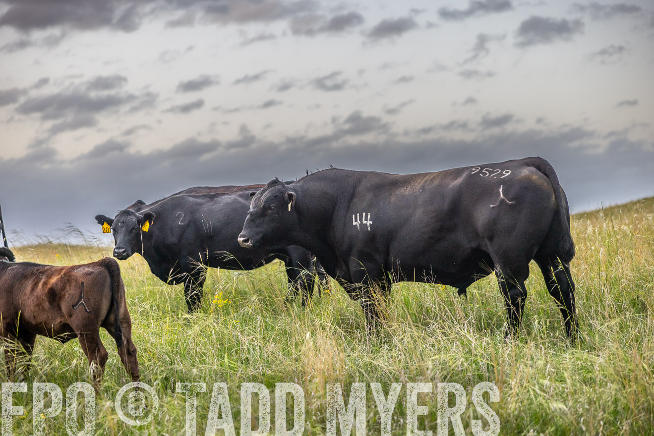 TMyers_PP_FinneyRanch_Nebraska_June2024-517663
