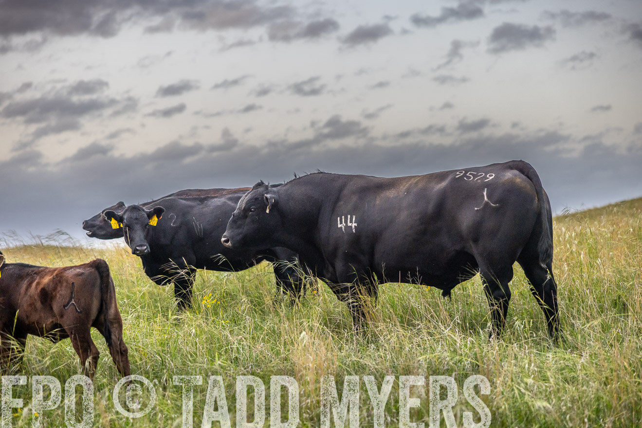 TMyers_PP_FinneyRanch_Nebraska_June2024-517675
