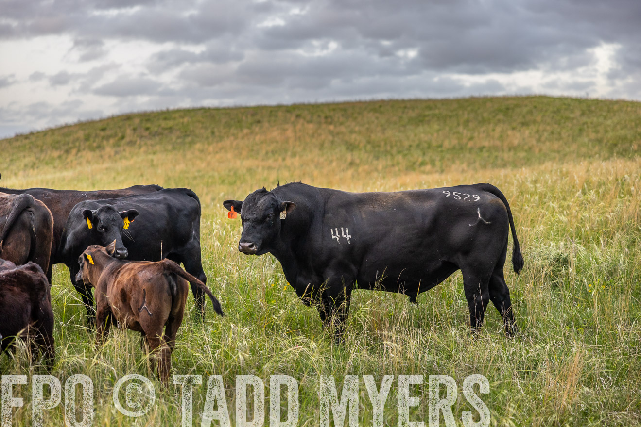 TMyers_PP_FinneyRanch_Nebraska_June2024-517678