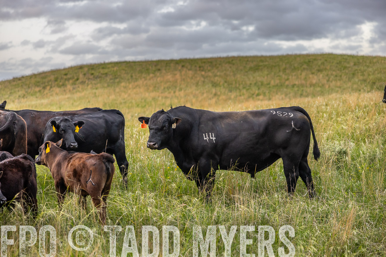 TMyers_PP_FinneyRanch_Nebraska_June2024-517680