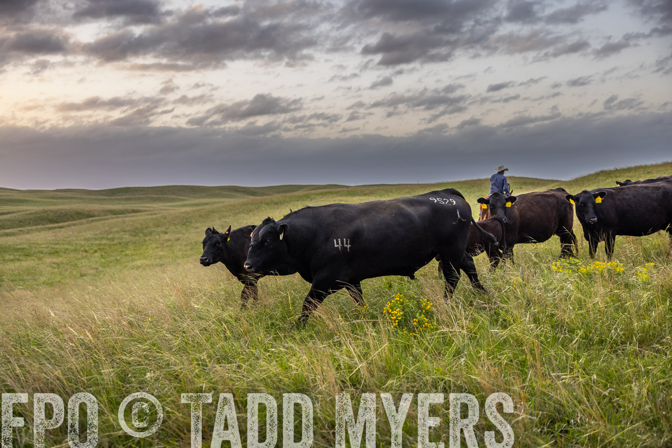 TMyers_PP_FinneyRanch_Nebraska_June2024-517698