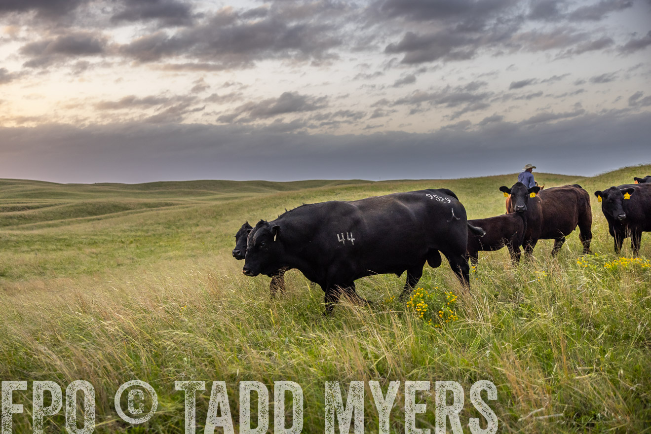 TMyers_PP_FinneyRanch_Nebraska_June2024-517702