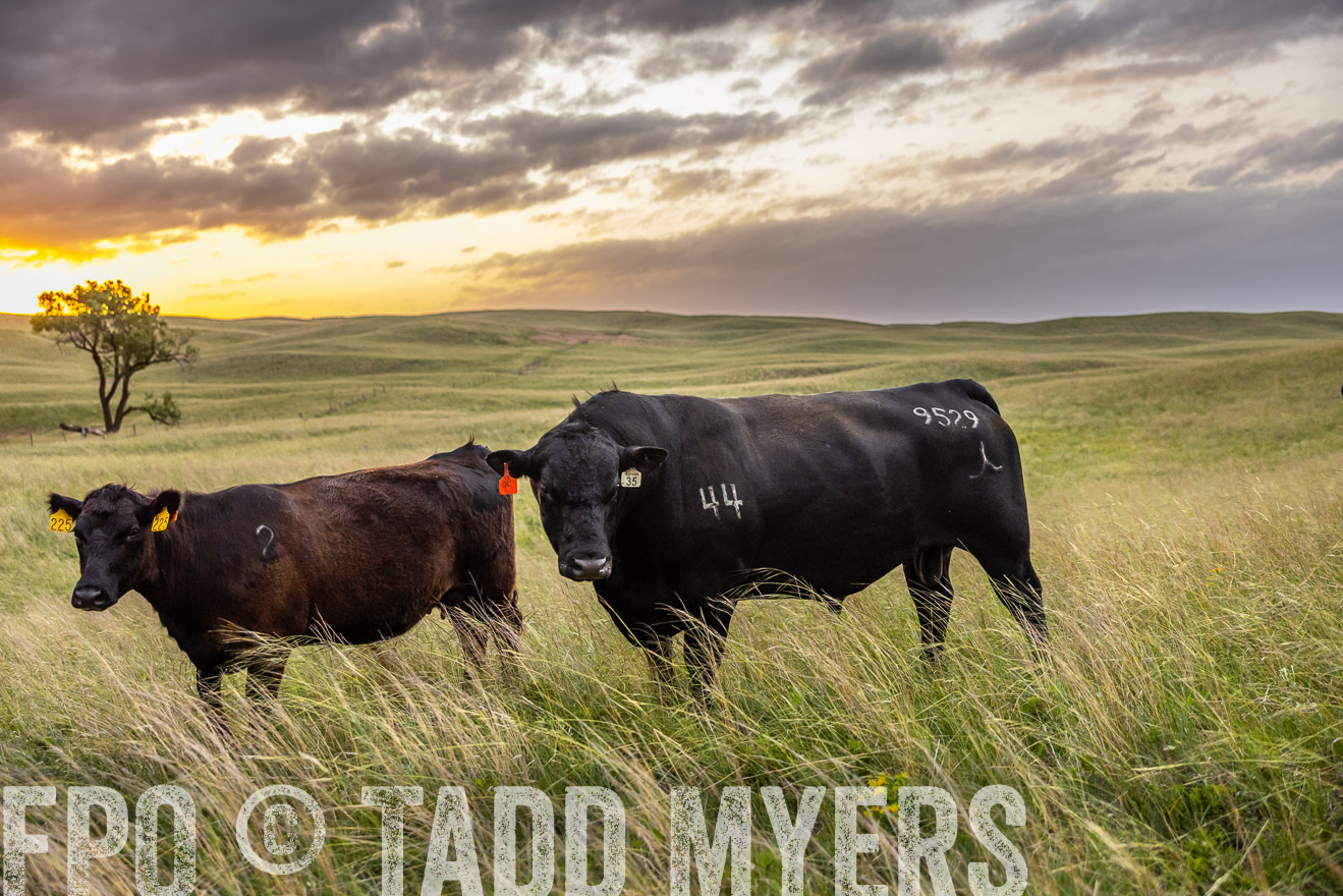 TMyers_PP_FinneyRanch_Nebraska_June2024-517713