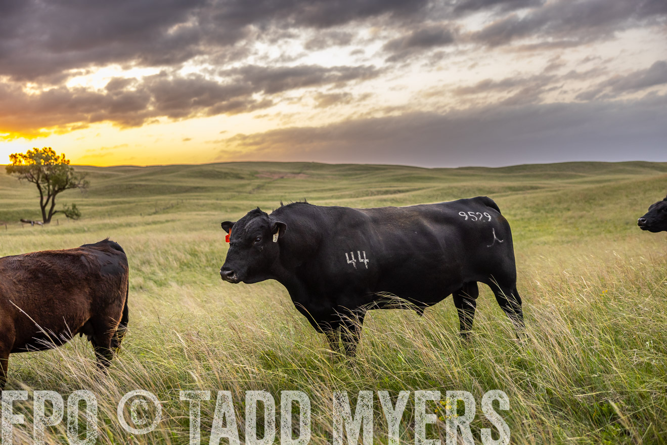 TMyers_PP_FinneyRanch_Nebraska_June2024-517720