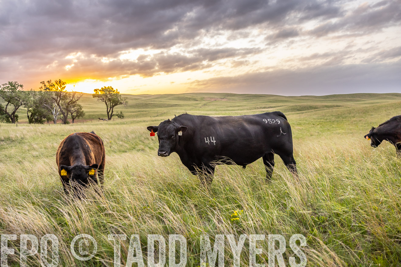 TMyers_PP_FinneyRanch_Nebraska_June2024-517729