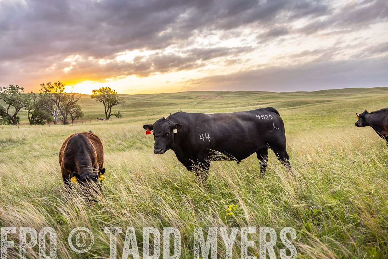 TMyers_PP_FinneyRanch_Nebraska_June2024-517732