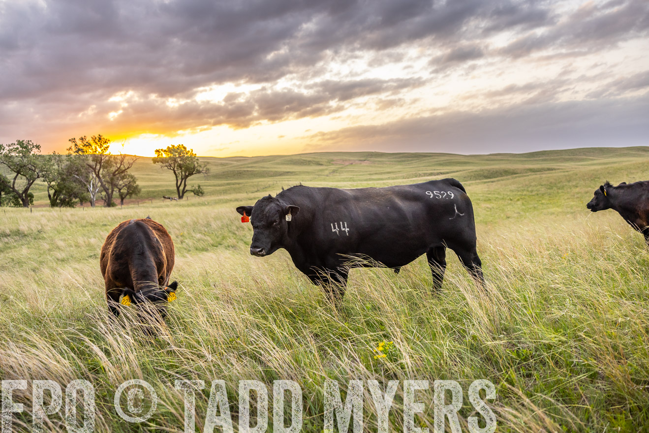 TMyers_PP_FinneyRanch_Nebraska_June2024-517734