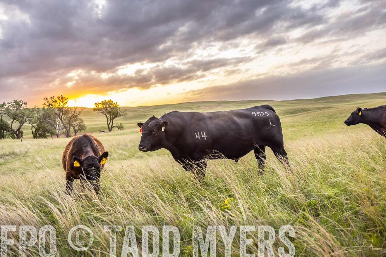 TMyers_PP_FinneyRanch_Nebraska_June2024-517738
