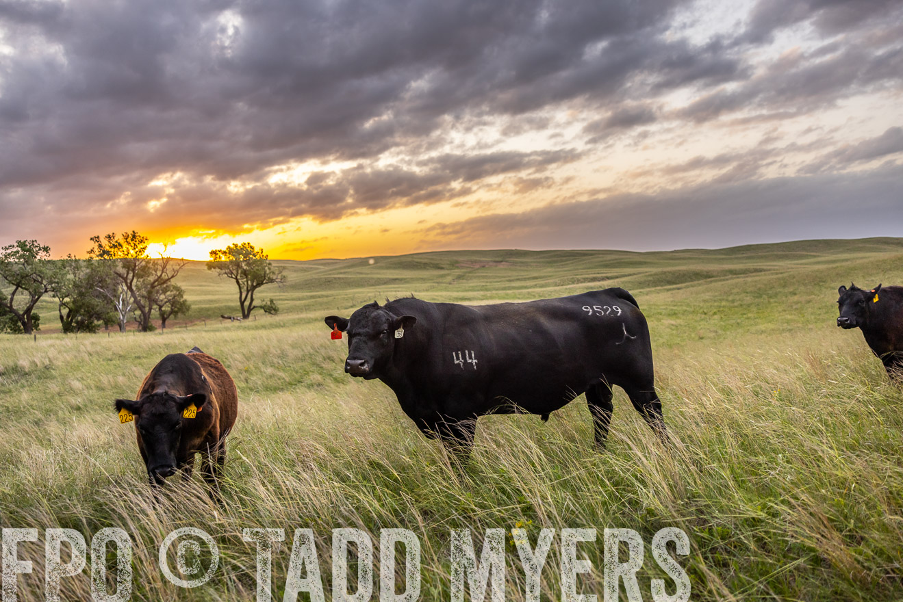 TMyers_PP_FinneyRanch_Nebraska_June2024-517763