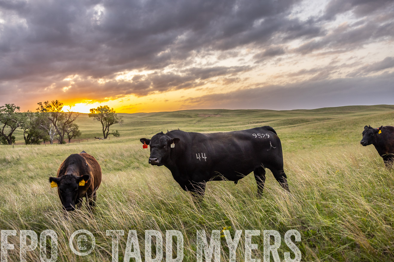 TMyers_PP_FinneyRanch_Nebraska_June2024-517765