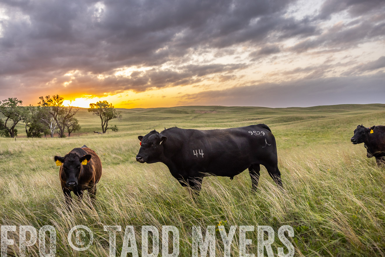 TMyers_PP_FinneyRanch_Nebraska_June2024-517770