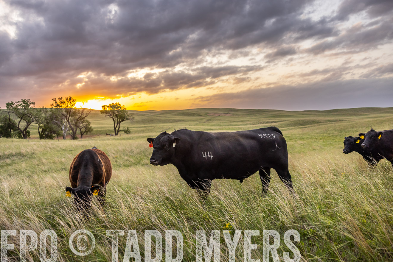TMyers_PP_FinneyRanch_Nebraska_June2024-517778