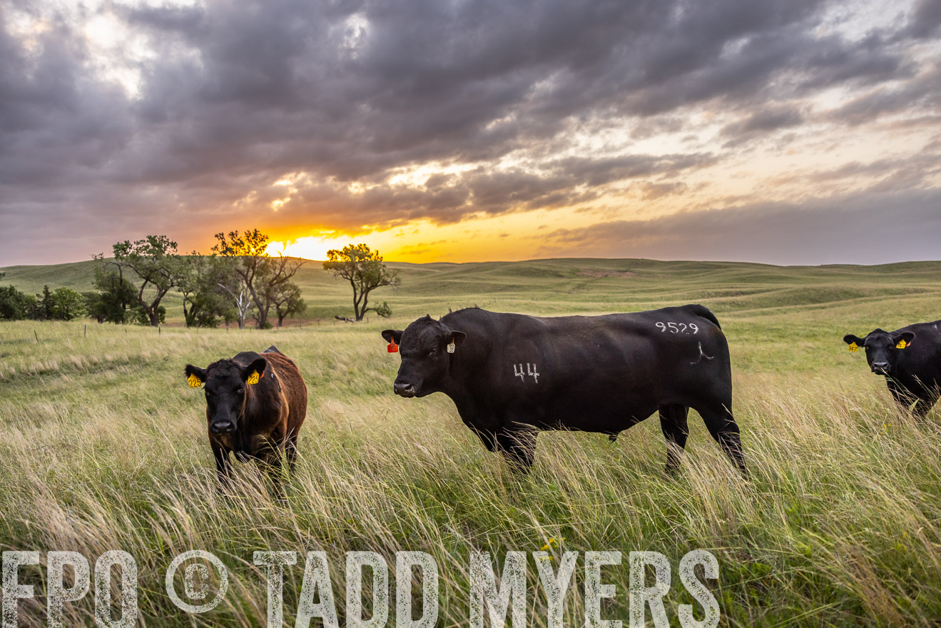 TMyers_PP_FinneyRanch_Nebraska_June2024-517783
