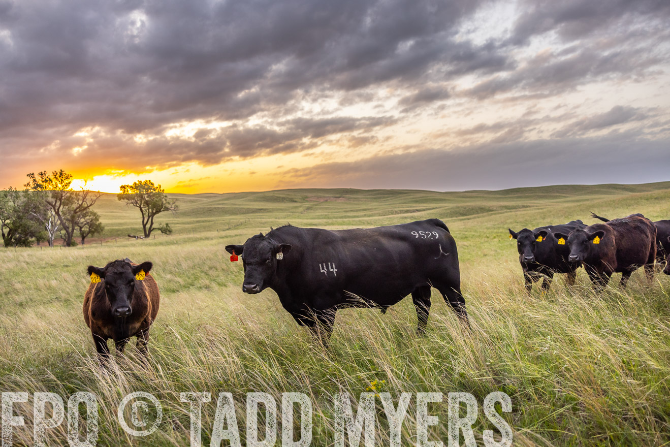 TMyers_PP_FinneyRanch_Nebraska_June2024-517791